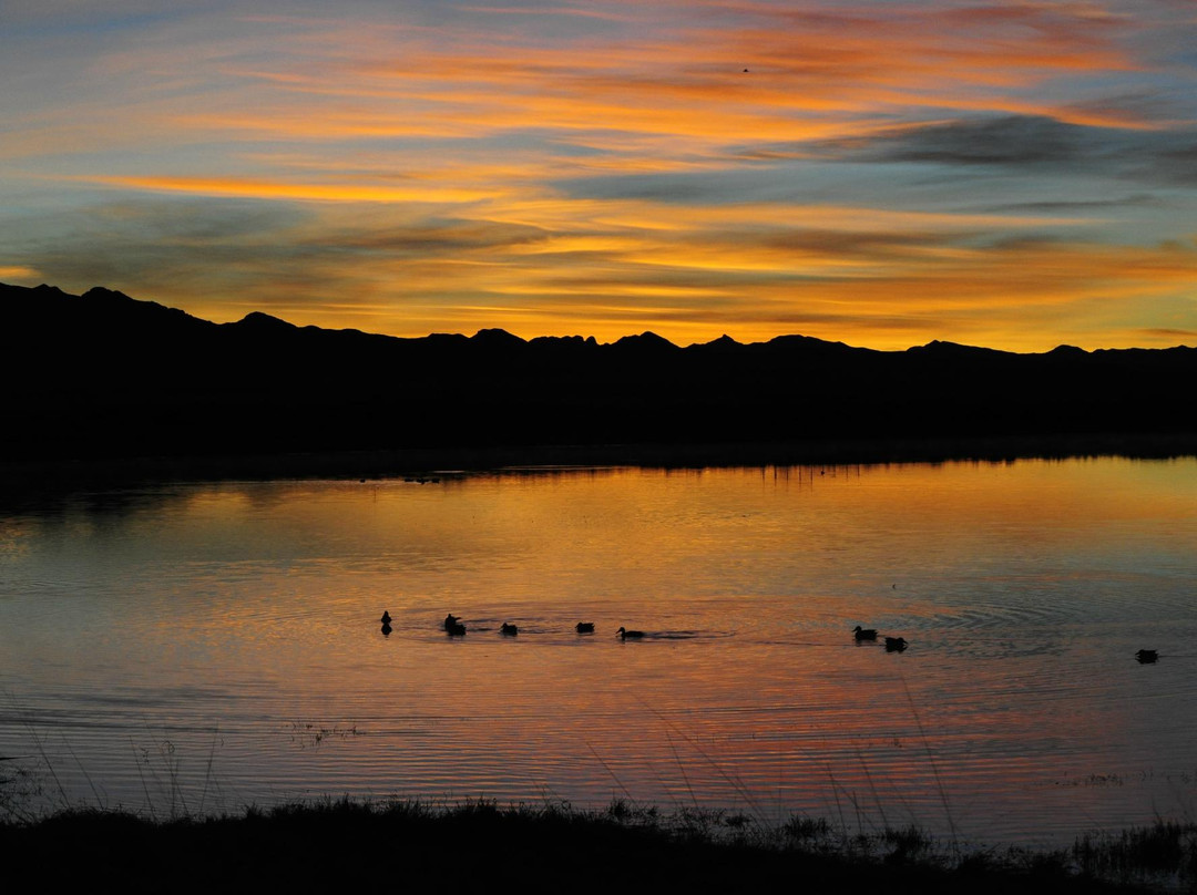 Willcox Playa Wildlife Area-Willcox必去景点