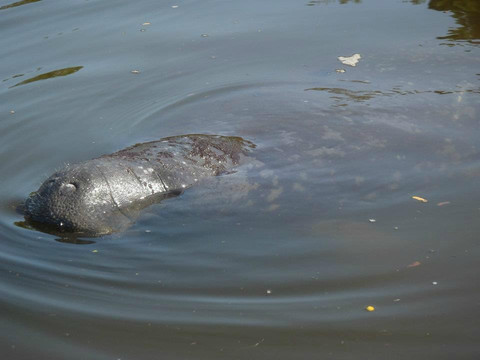 Shan-T Native Kayak Tours, Inc.-布雷登顿必去景点
