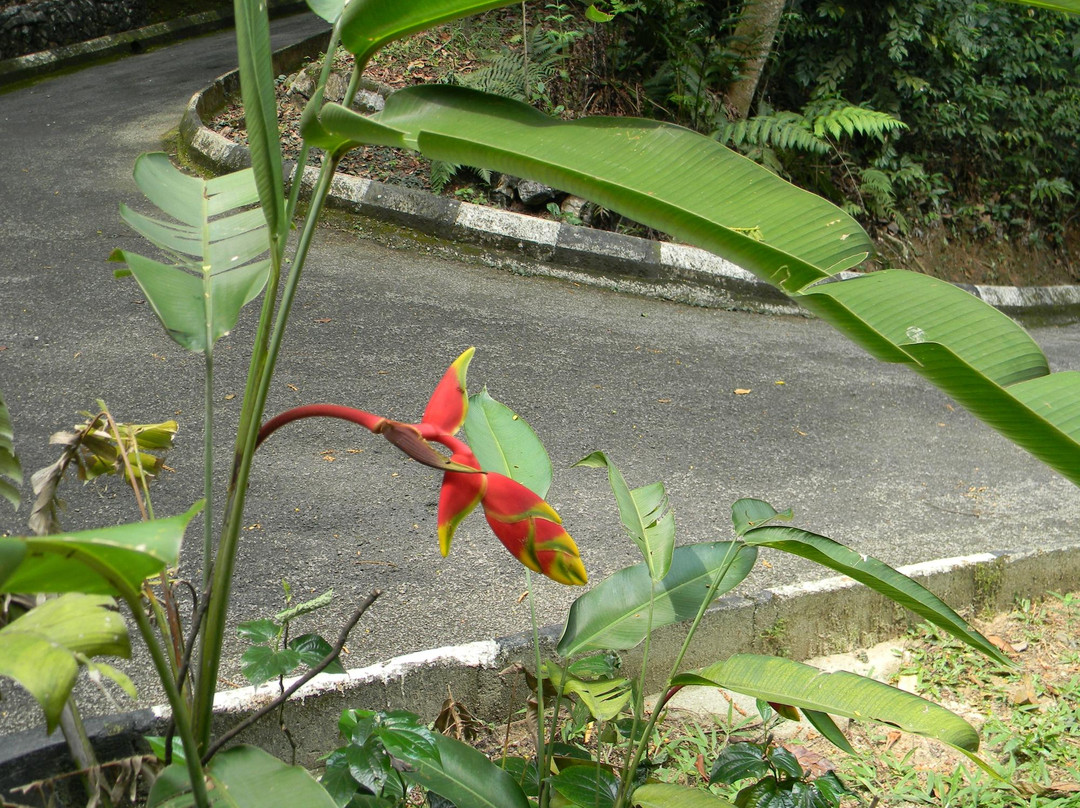 咖啡山森林保护区-吉隆坡必去景点