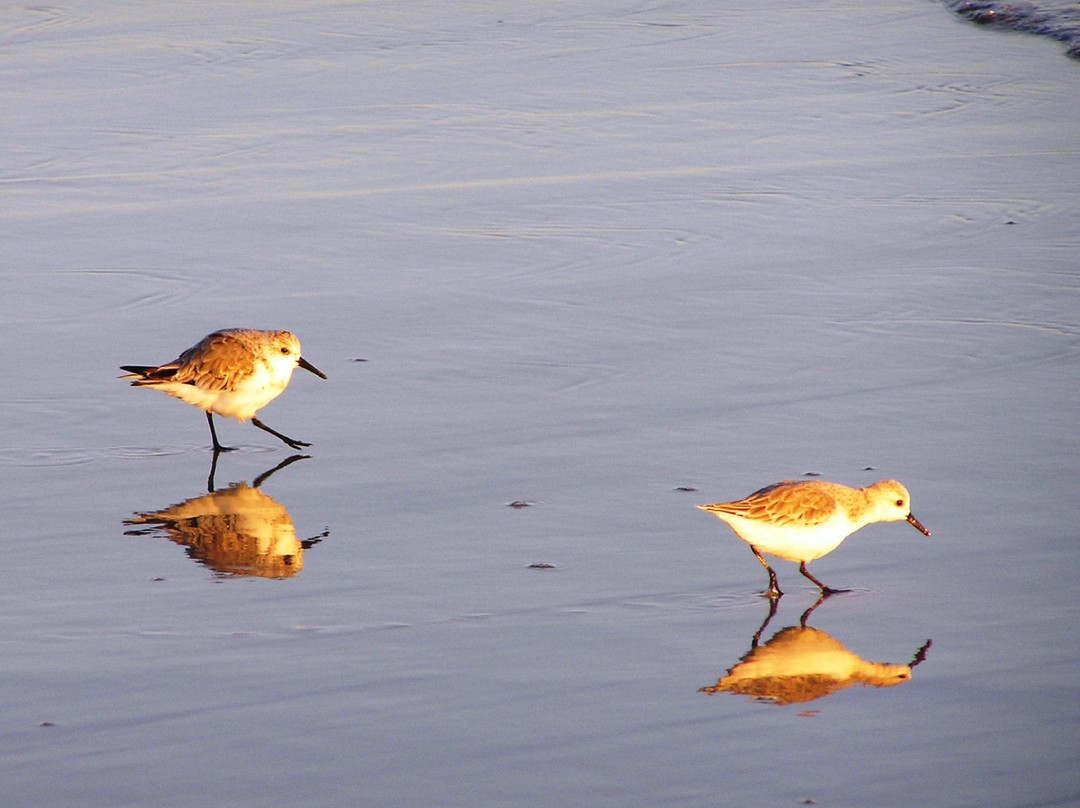 Lido West Beach-长滩必去景点