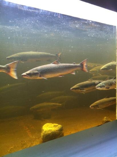 Torrent River Salmon Interpretation Centre and Fishway-Hawke's Bay必去景点