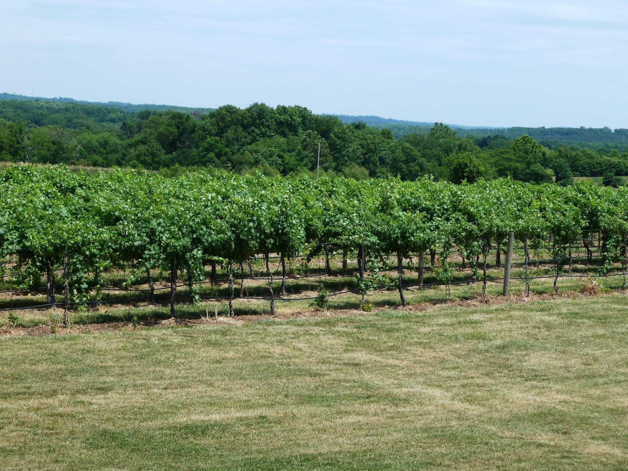 Von Jakob Vineyard Bed and Breakfast-餐饮