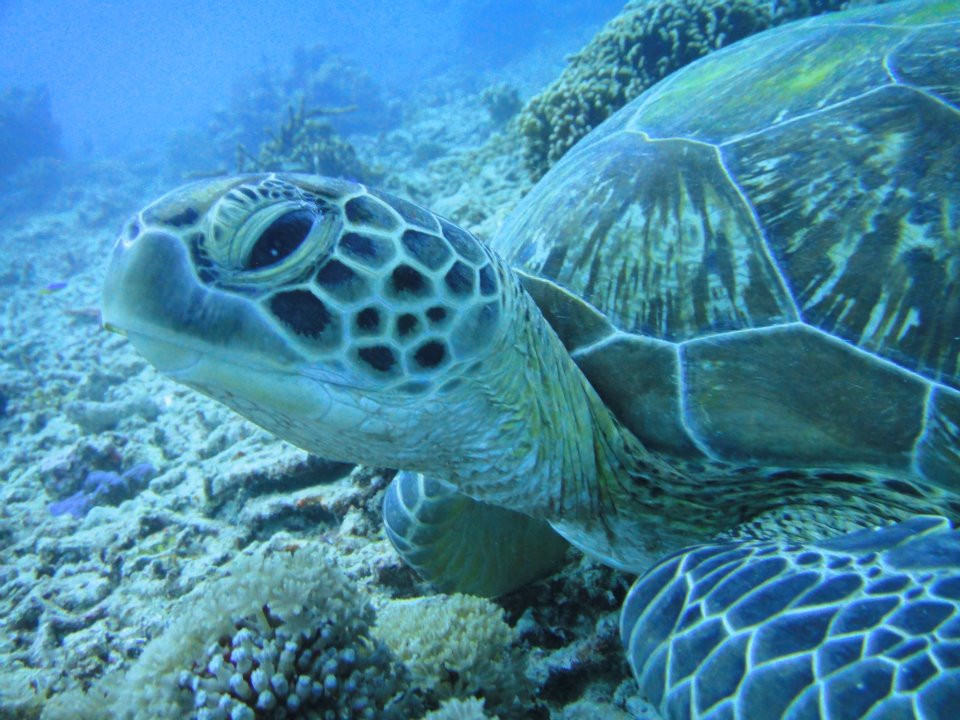 Trawangan Dive Centre景点图片