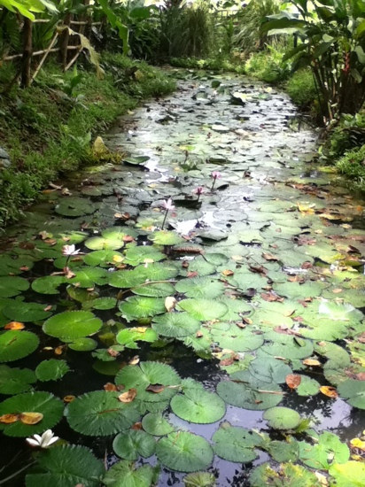 Center for Tropical Agricultural Research and Education (CATIE)景点图片