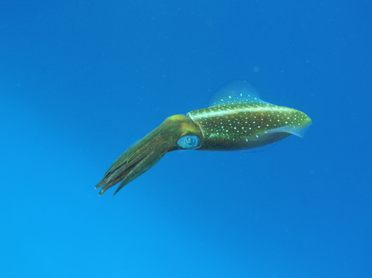 Wall to Wall Diving-七哩滩必去景点