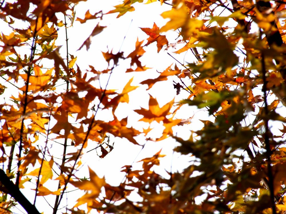 济南红叶谷-济南市必去景点