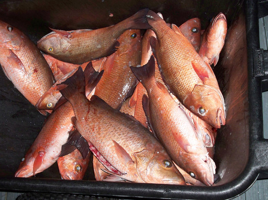 Bent Charters Fishing-马德拉海滩必去景点