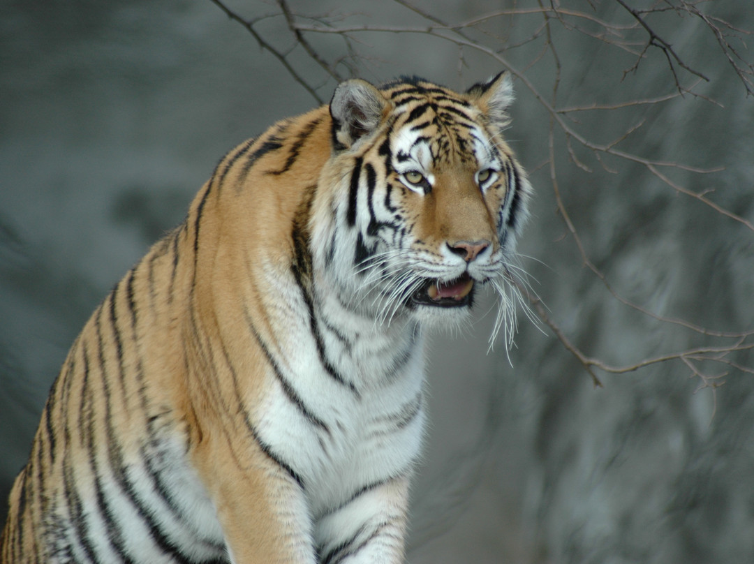 Detroit Zoo-罗亚尔奥克必去景点