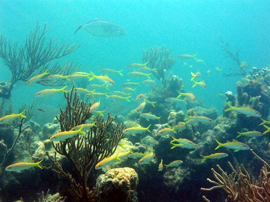 SNUBA Turks and Caicos-普罗维登西亚莱斯必去景点