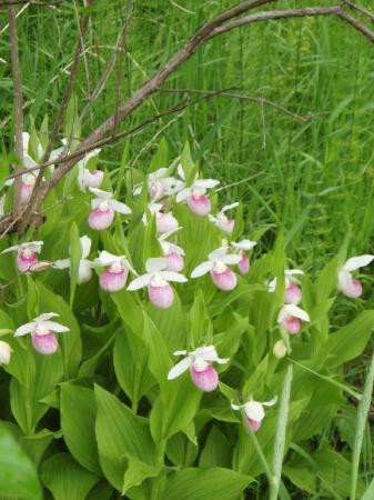 Eloise Butler Wildflower Garden and Bird Sanctuary-明尼阿波利斯必去景点