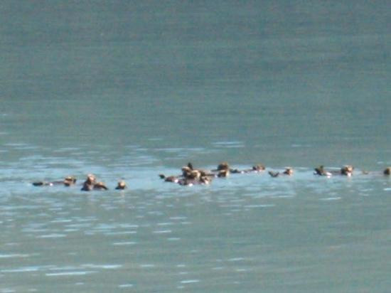 Portage Glacier Cruises-安克雷奇必去景点