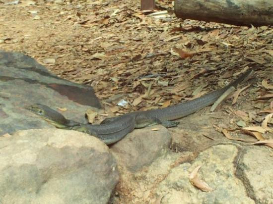 Berry Springs Nature Park-达尔文市必去景点