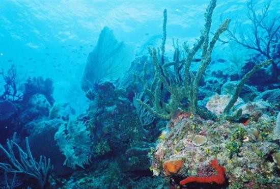 Bloody Bay Wall-Little Cayman必去景点