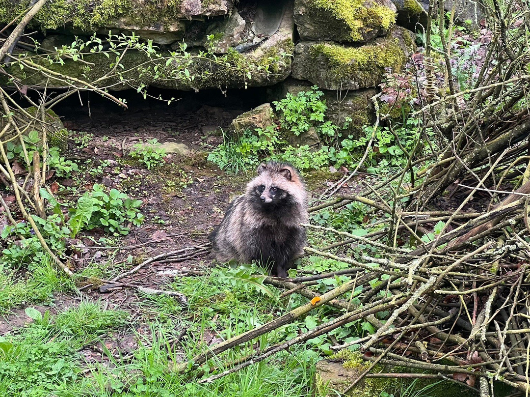 Wildpark Bad Mergentheim景点图片