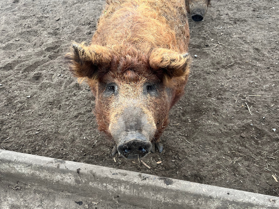 Eh Farms-Strathmore必去景点