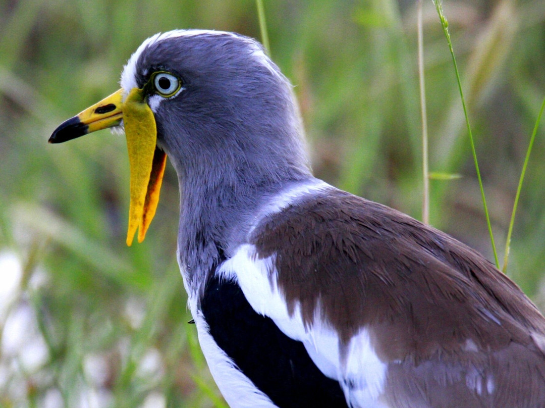 Liz B birding Safari-Iringa必去景点