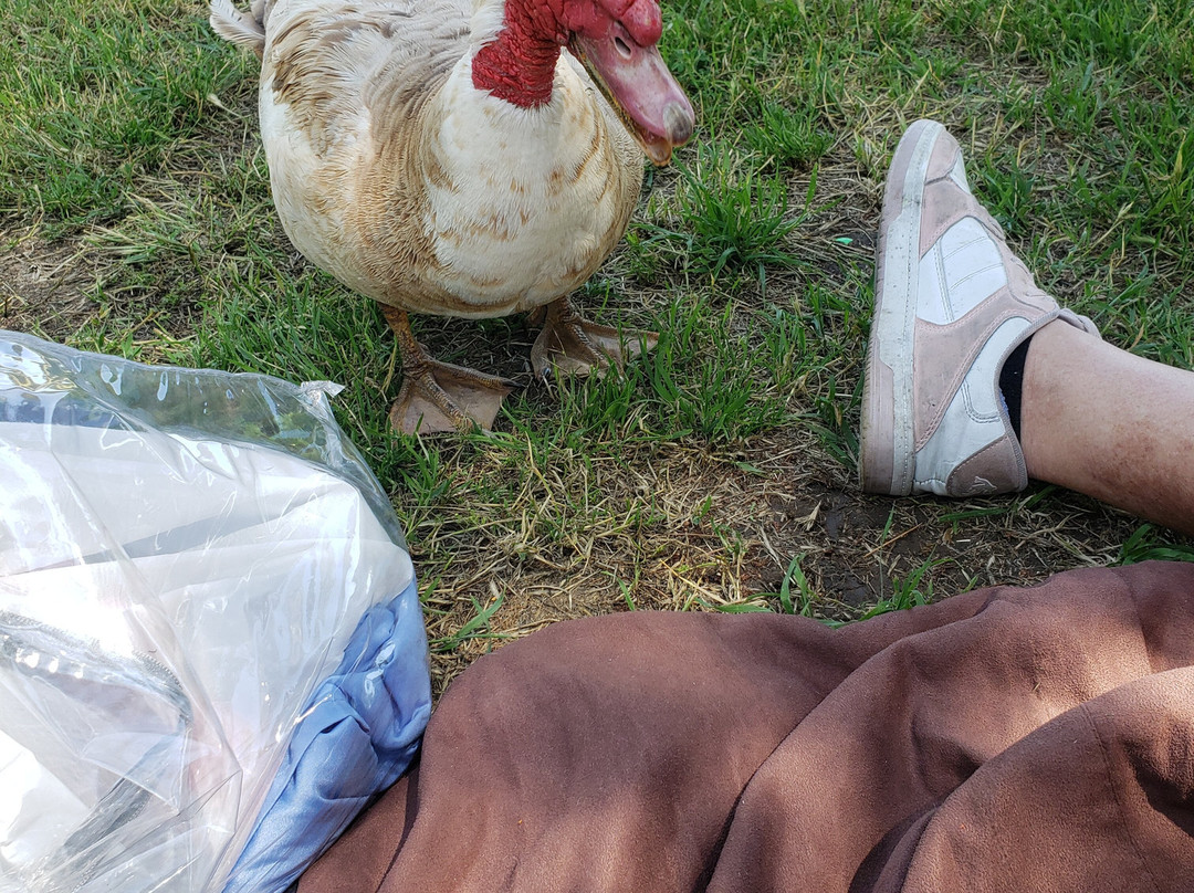 Prado Regional Park-奇诺必去景点