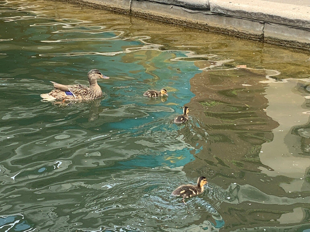 Wheel Fun Rentals-印第安纳波利斯必去景点