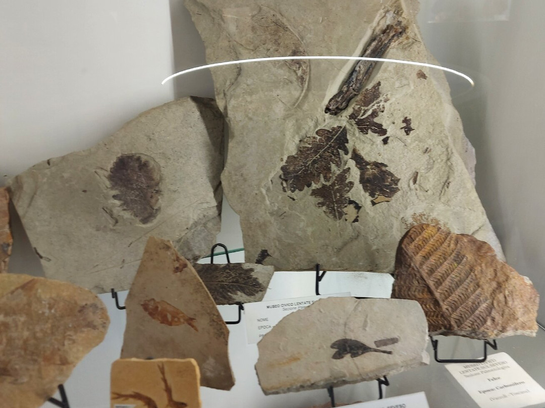 Museo Civico di Lentate sul Seveso景点图片