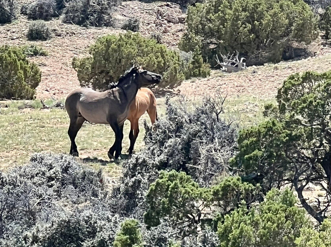 Pryor Mountain Wild Mustang Center景点图片