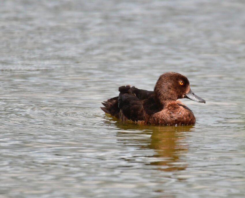 RSPB Leighton Moss Nature Reserve-Silverdale必去景点