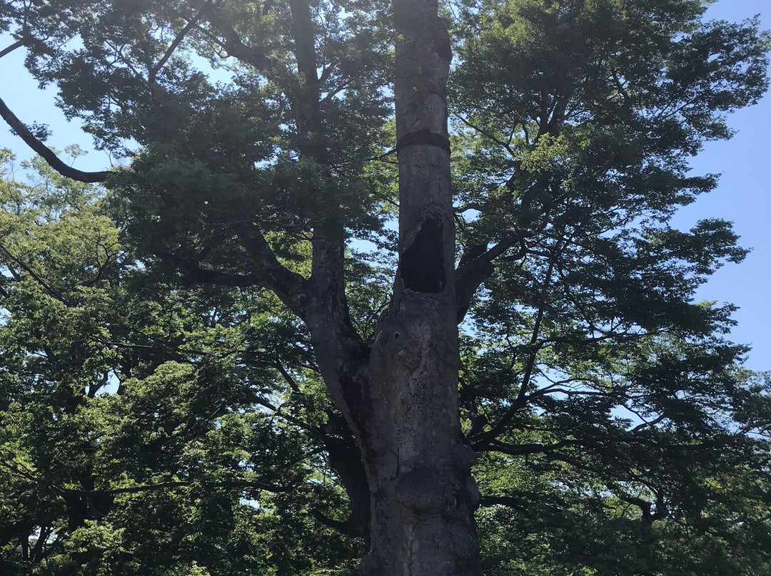 Kamegajo Park-棚仓町必去景点