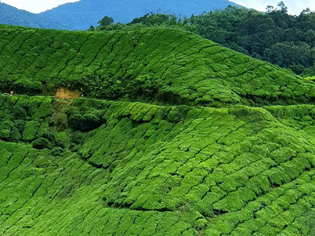 Cameron Highlands Taxi Service-丹那拉塔必去景点