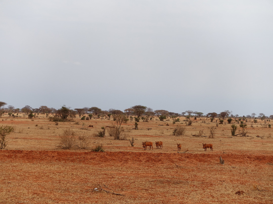 Tsavo East National Park景点图片