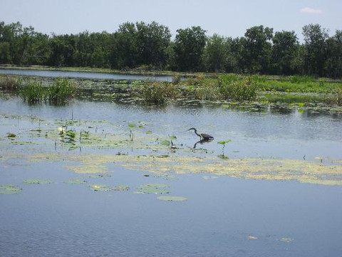 Brazos Bend State Park-Needville必去景点
