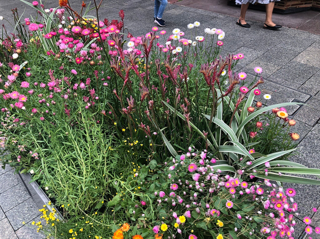 Western Australia Visitor Centre-珀斯必去景点