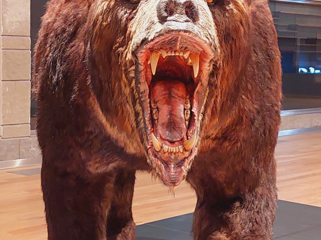 Museo Nazionale del Paleolitico-伊塞尔尼亚必去景点