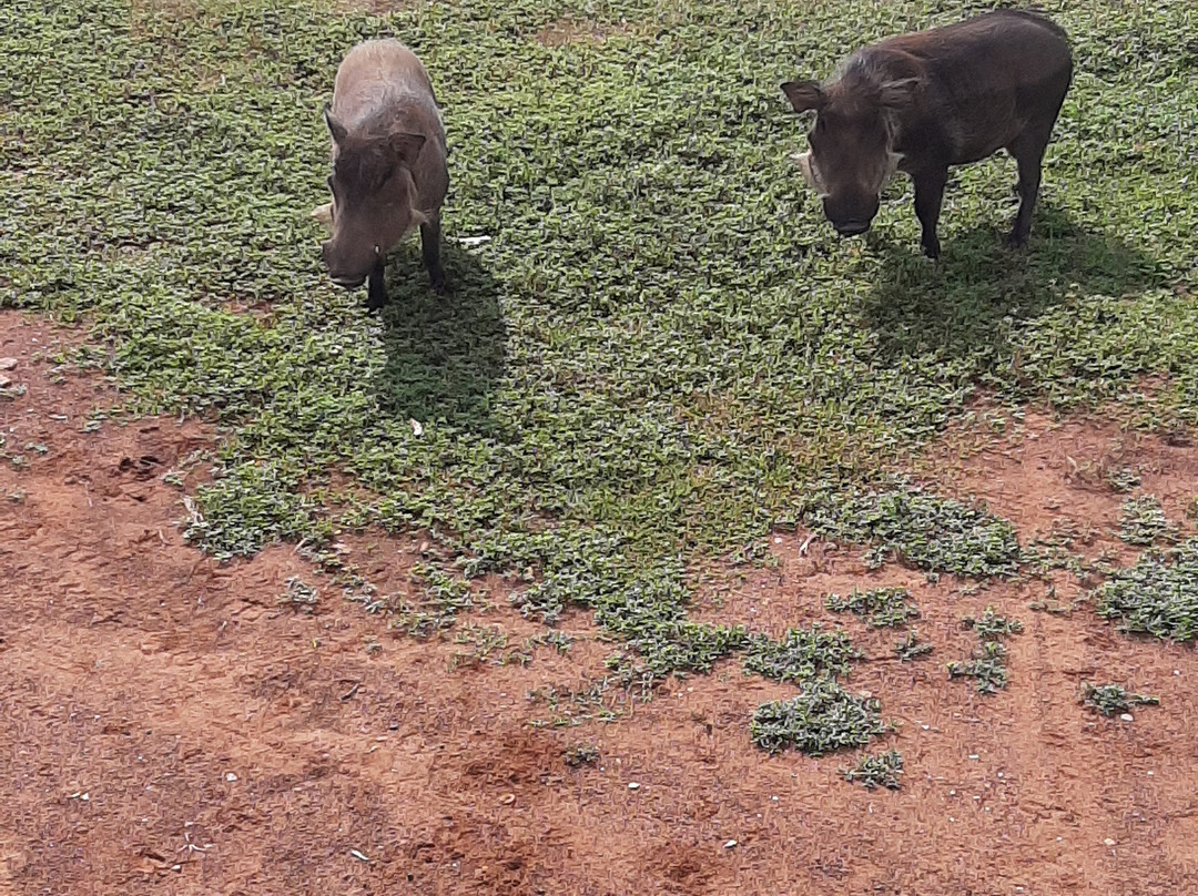 Ibrahim Soburu-Larabanga必去景点