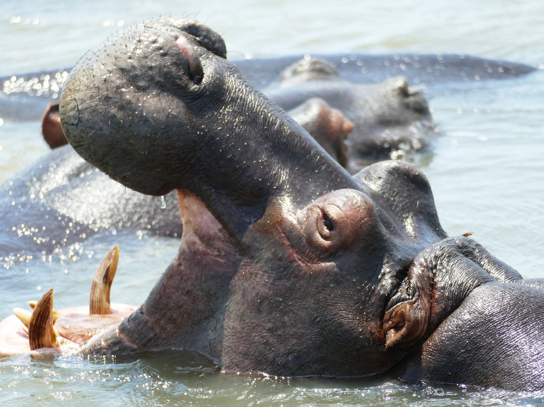 Durban Safaris and Tours景点图片