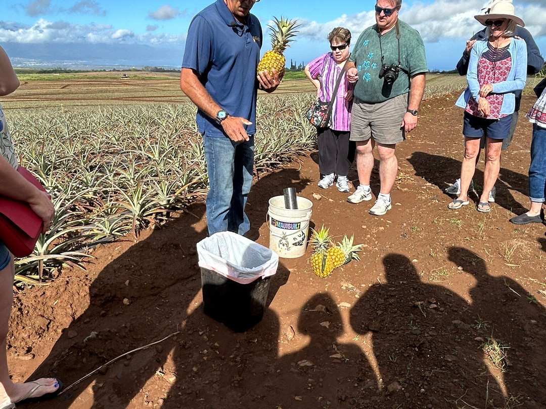 Maui Pineapple Tour-马卡瓦必去景点