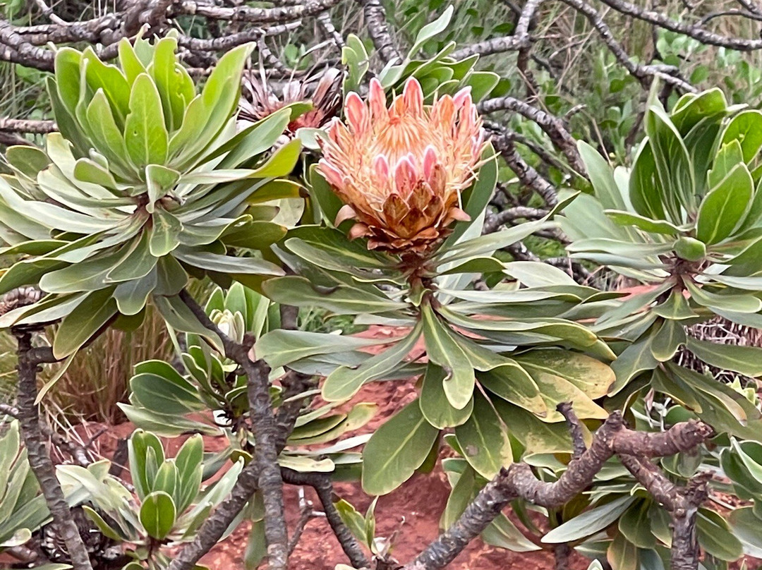 Red Desert-Port Edward必去景点