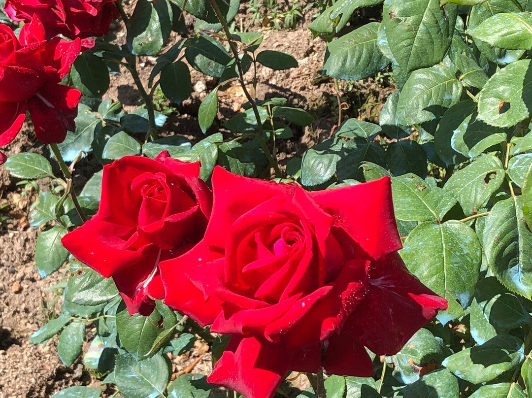 Roseto Botanico Carla Fineschi景点图片