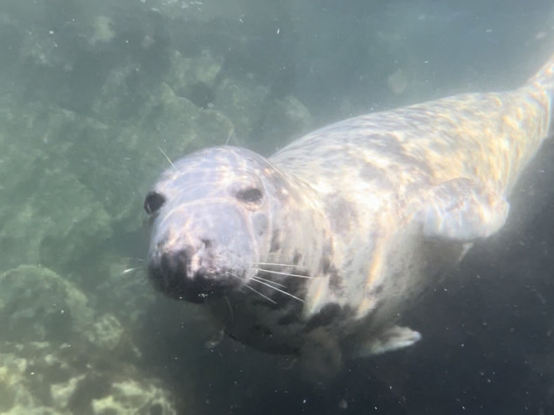 Seal Snorkelling Adventures-Higher Town必去景点