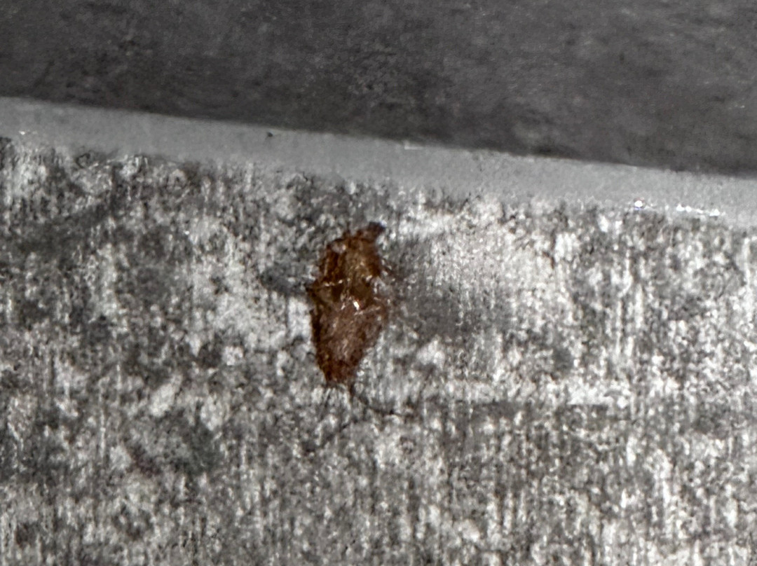 奥兰多北大使馆套房酒店主图