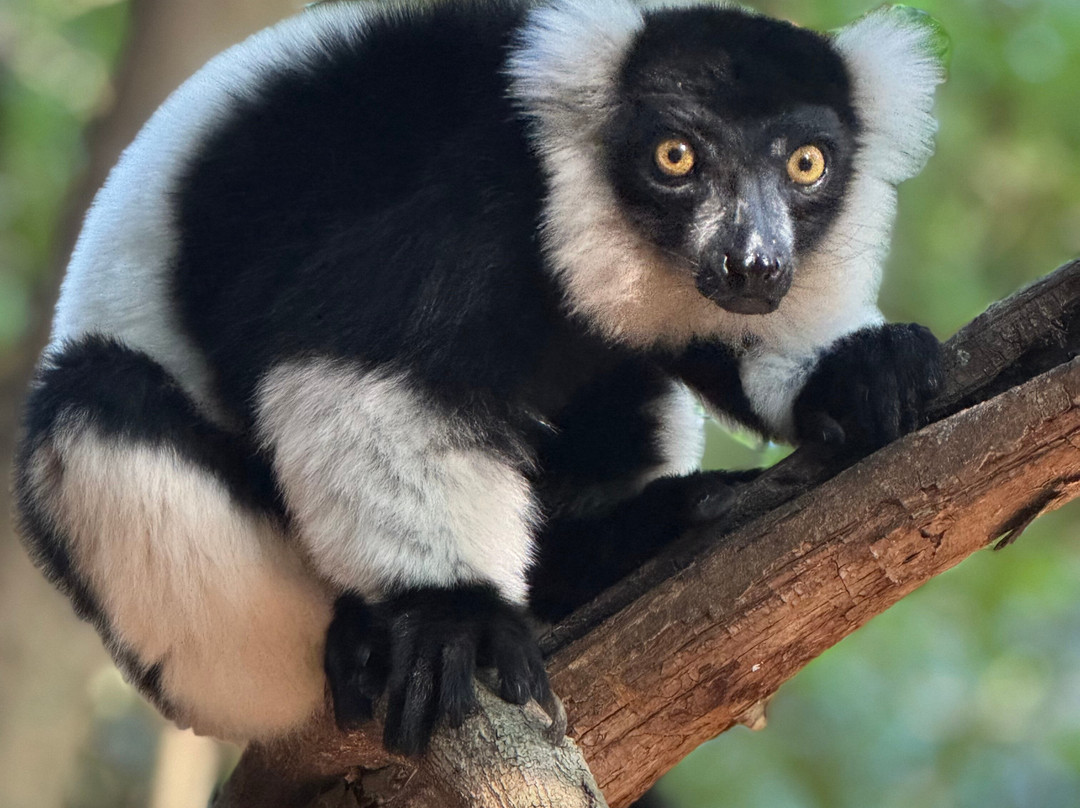 The Hidden Forest Wildlife Sanctuary-巴利托必去景点