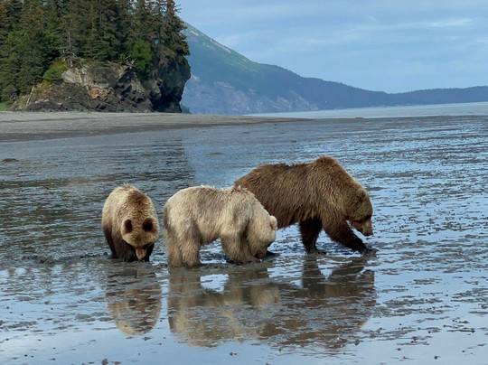 Scenic Bear Viewing-荷马必去景点