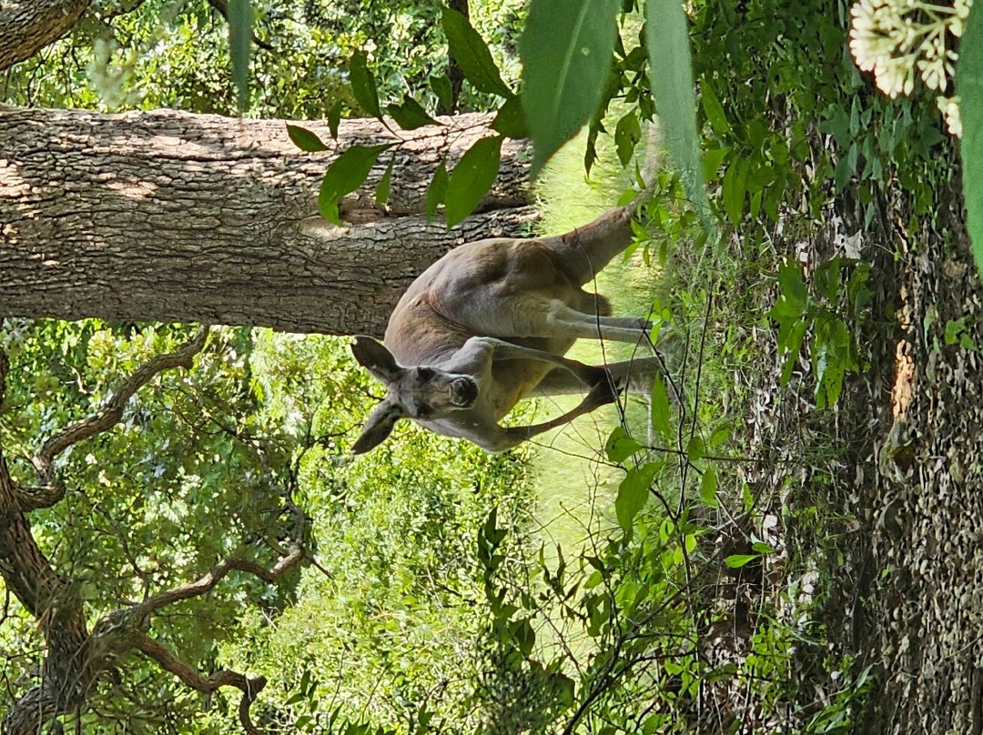 Kansas City Zoo & Aquarium-堪萨斯城必去景点