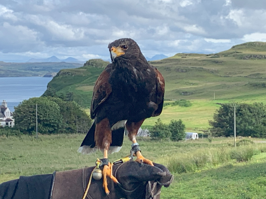 Skye Bird of Prey Experience景点图片