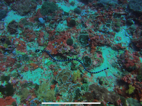 蓝梦岛巴厘潜水学院-蓝梦岛必去景点