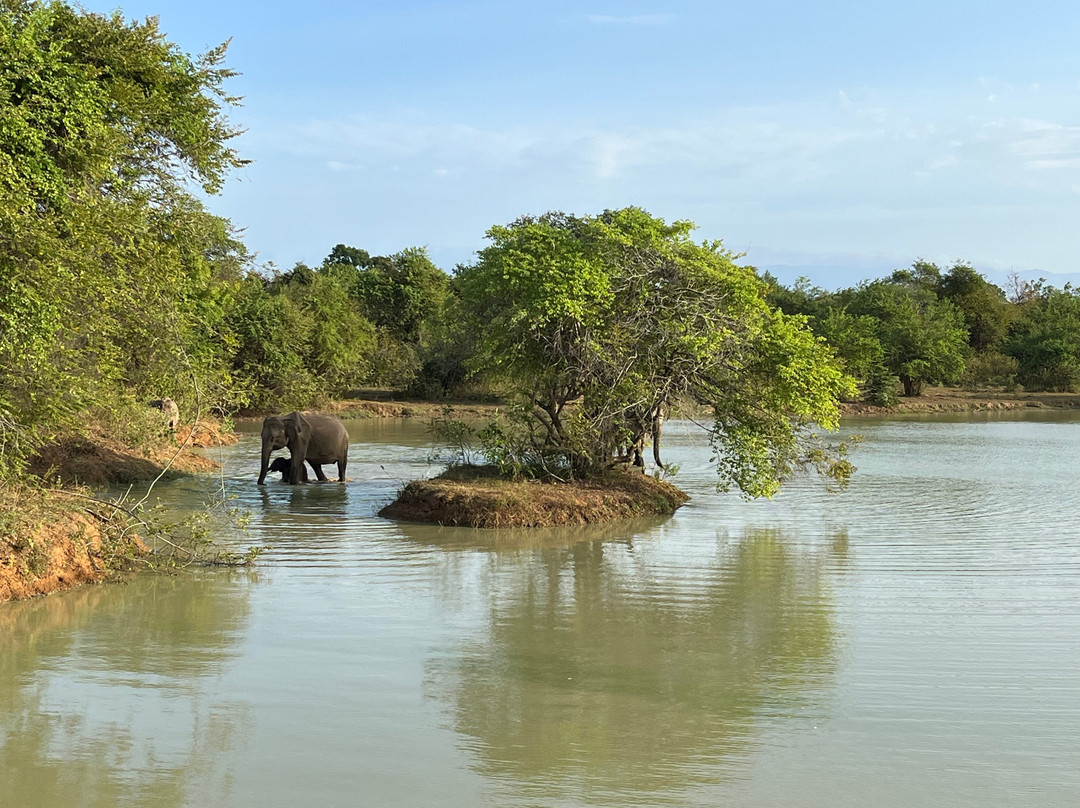 SriLanka Best Safari Udawalawe National Park-乌达瓦拉瓦必去景点