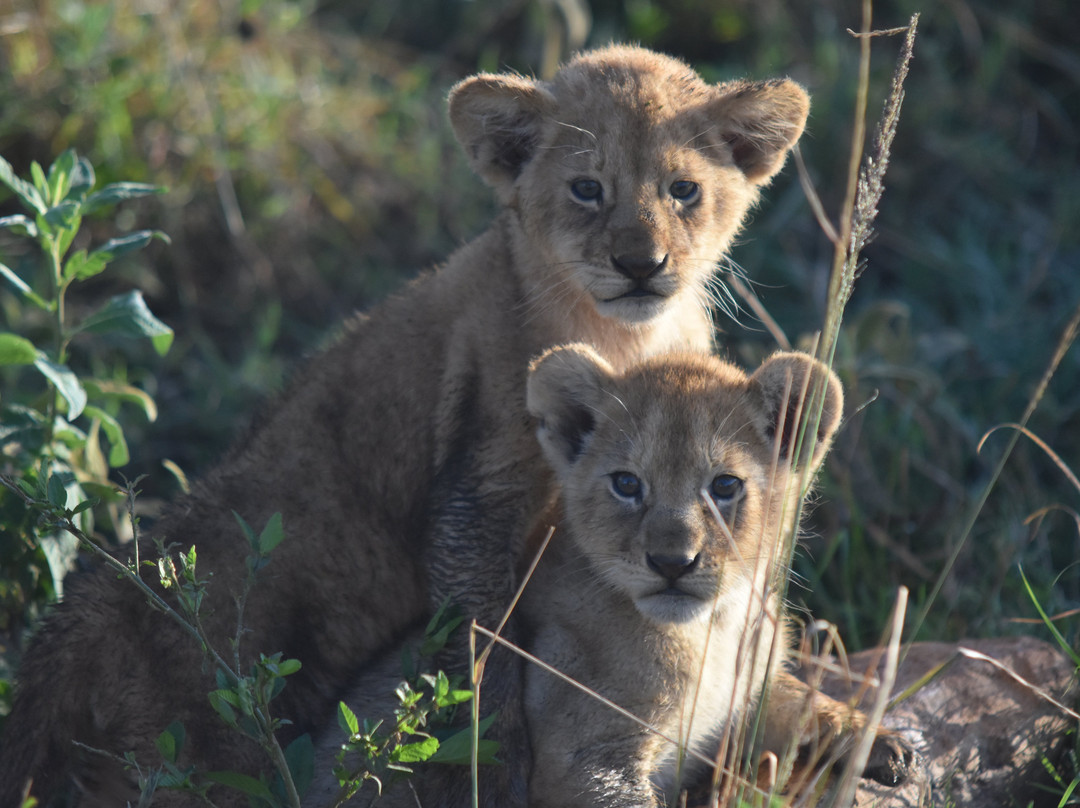 KILI PEACOCK ADVENTURES-莫西必去景点