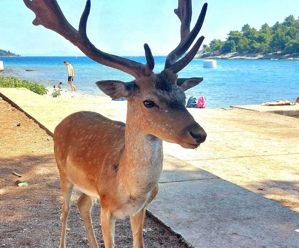 Otok Badija景点图片