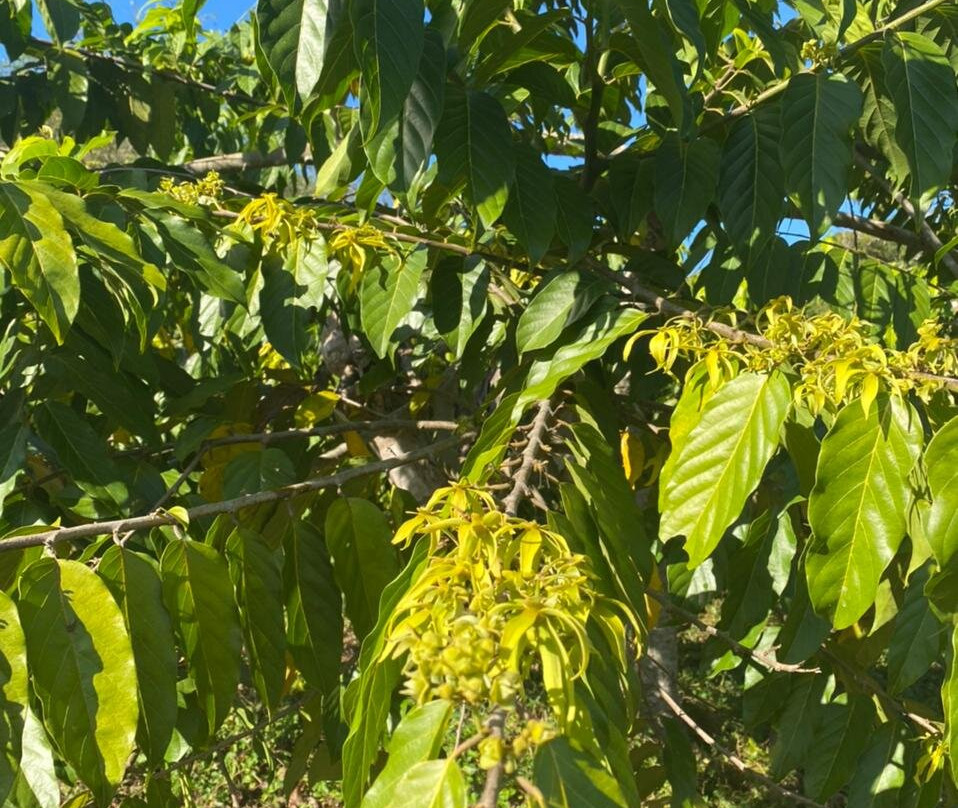 Parfum d’Ylang-Andranobe必去景点