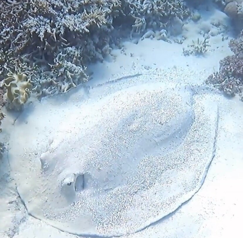 ABC Reef Safaris-道格拉斯港必去景点