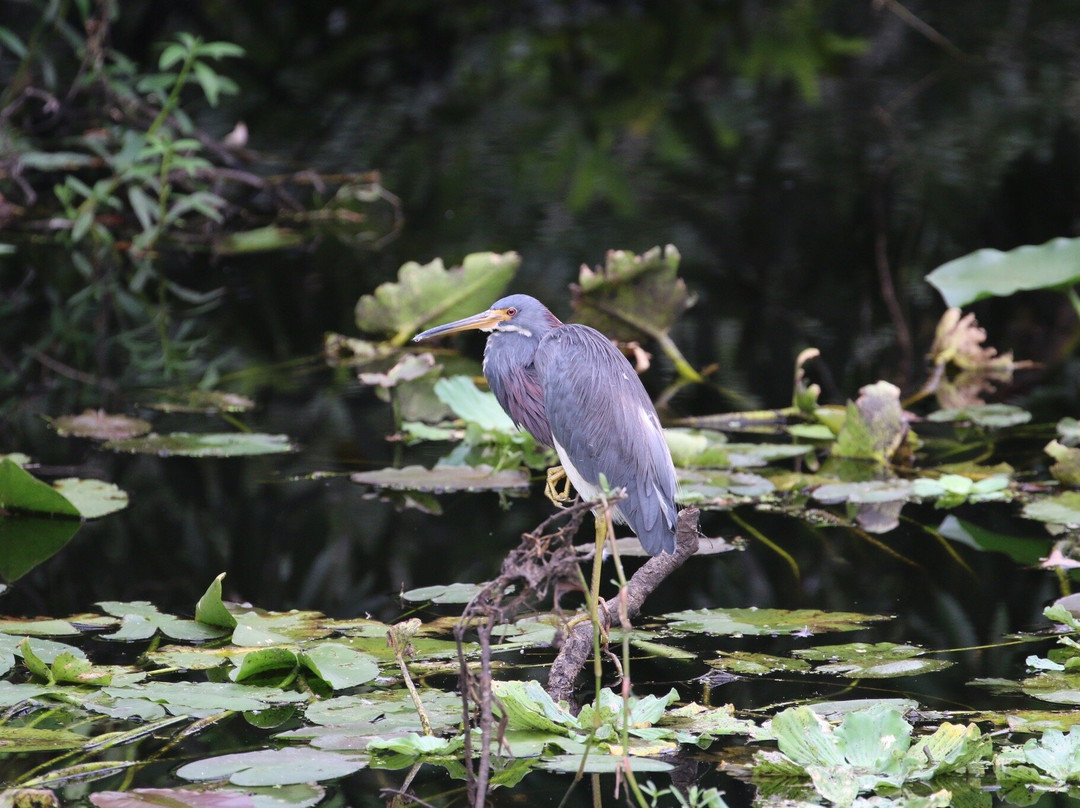 Sawgrass Lake Park-圣彼德斯堡必去景点