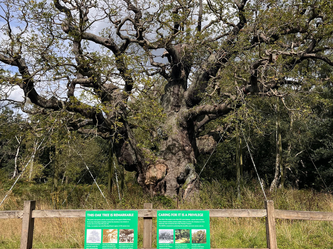 Sherwood Forest Visitor Centre景点图片